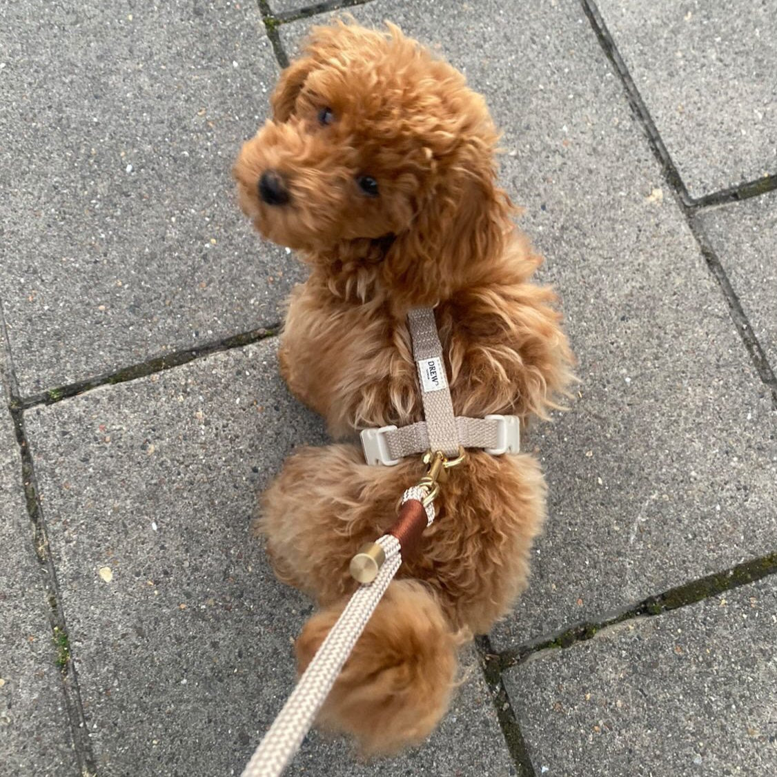 Cockapoo med beige hundesele