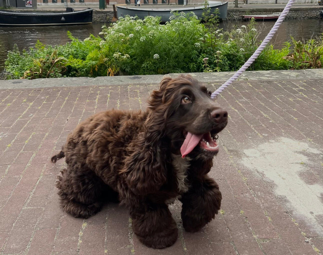 cockerspaniel på gå tur