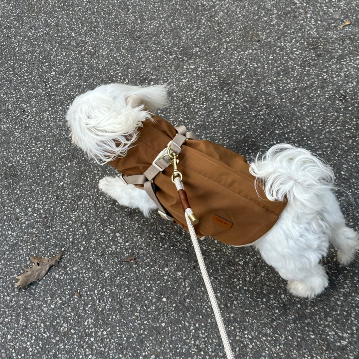 Løbende hund i brun jakke