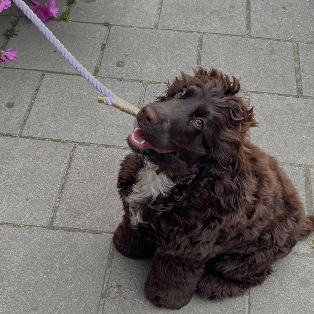 Cockerspaniel med hundesnor i lilla.