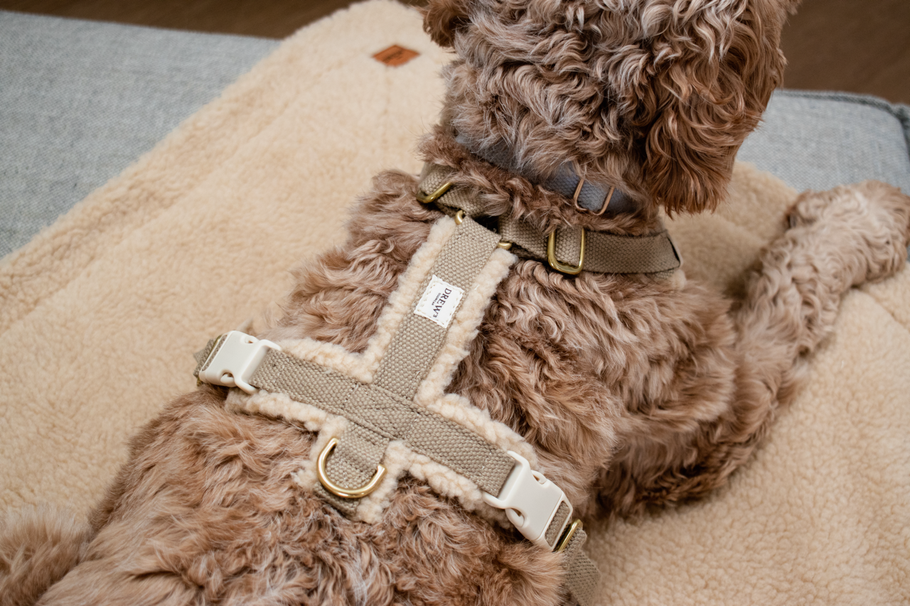 Teddy hundetæppe og Teddy hundesele