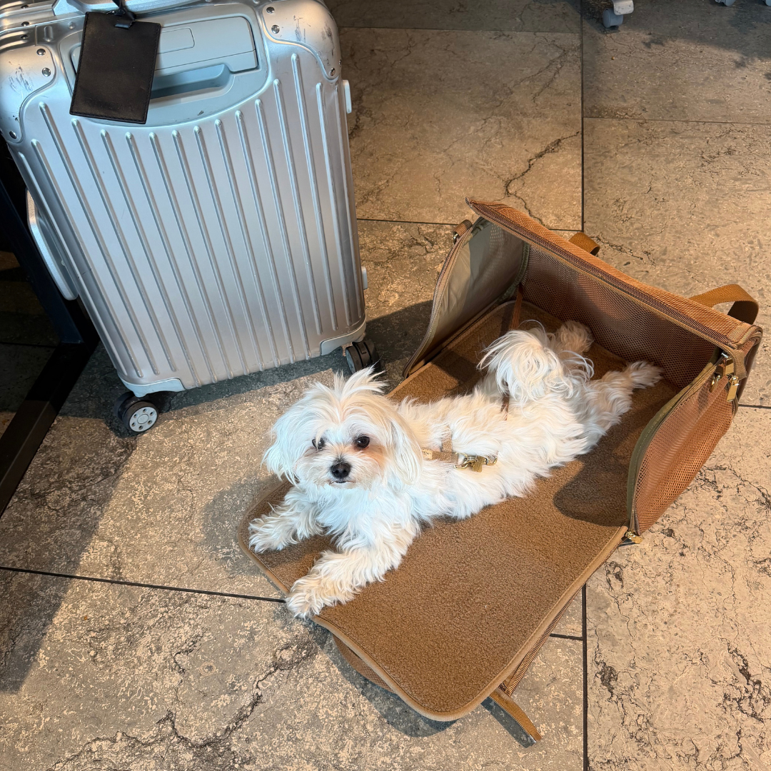 Flytaske fold ud i beige til hunde 