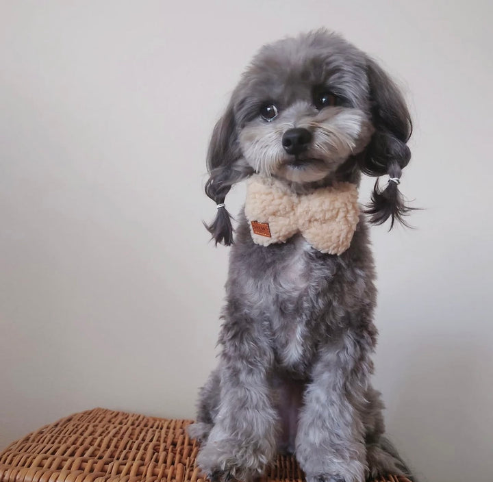 Grå hund i beige butterfly