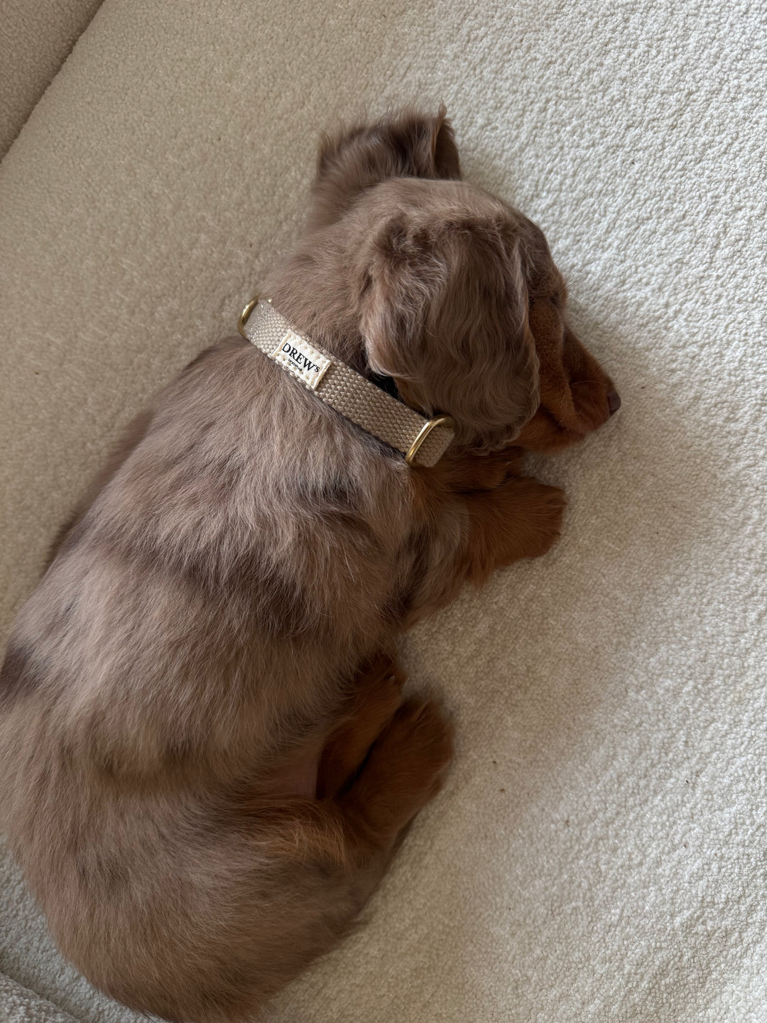 Gravhund med beige hvalpehalsbånd