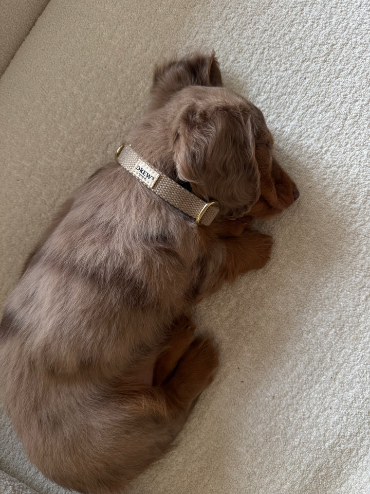 Gravhund med beige hvalpehalsbånd