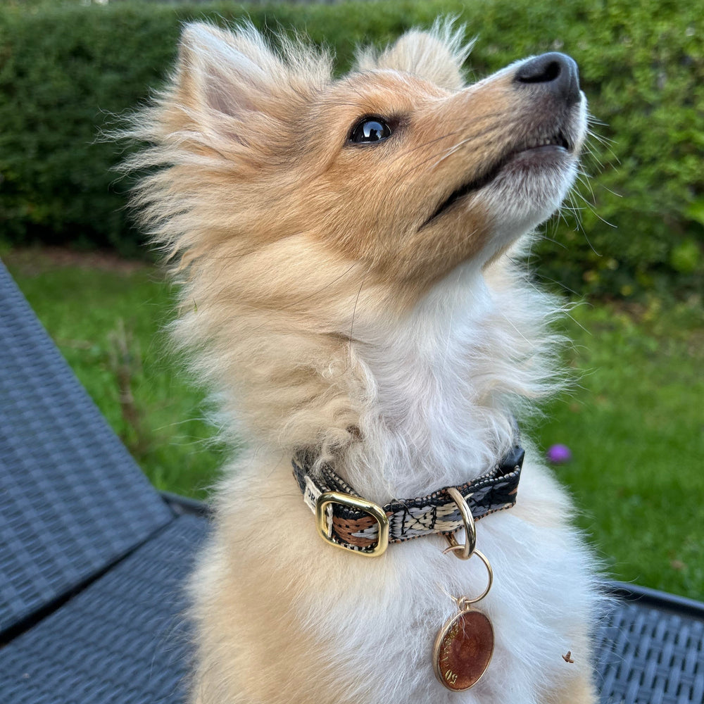 Lille hund med blødt hundehalsbånd