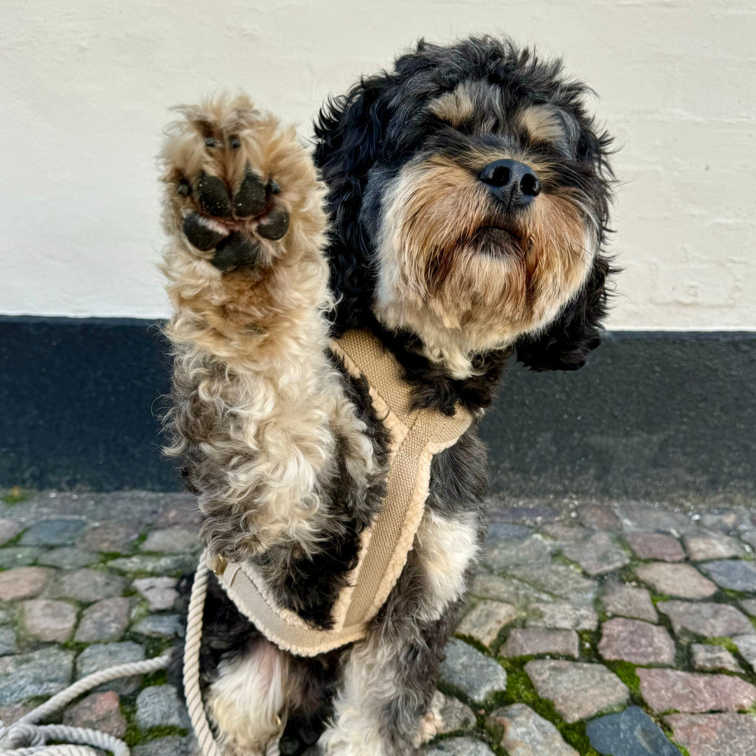 Hund i beige teddy hundesele