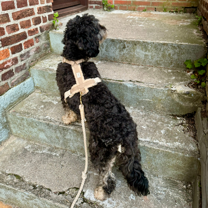 Hund i beige teddy sele med beige snor