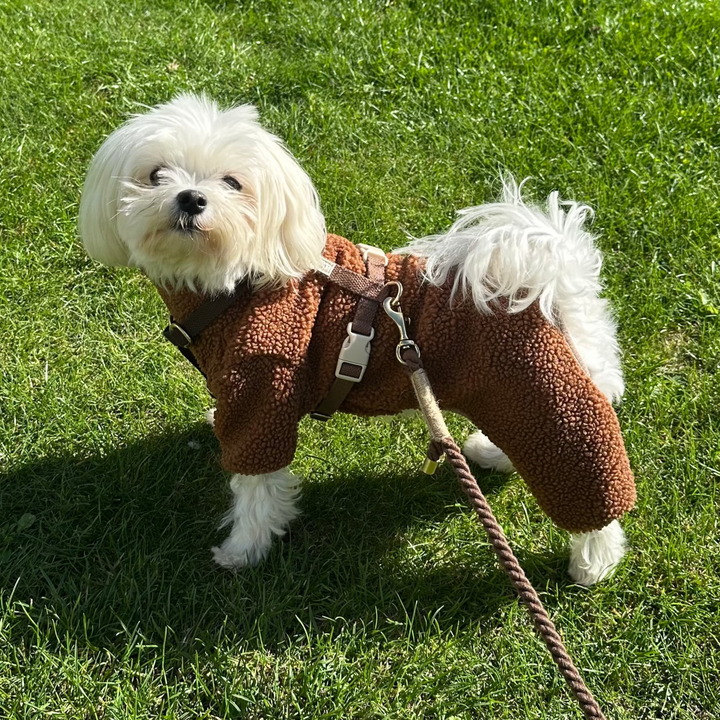 Malteser i brun hundesweater