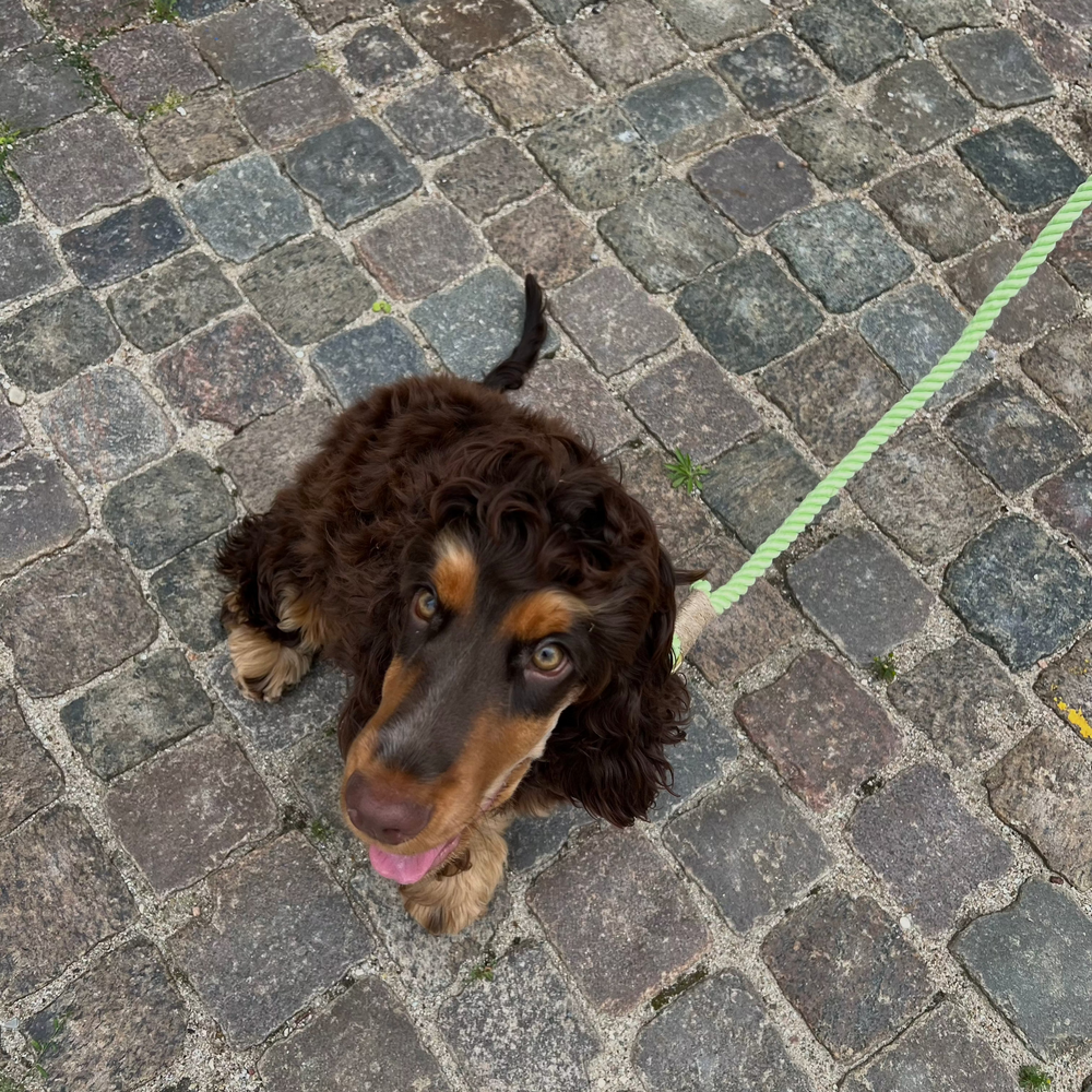 Justerbar og blød hundesnor i reb i farven Lime (grøn)