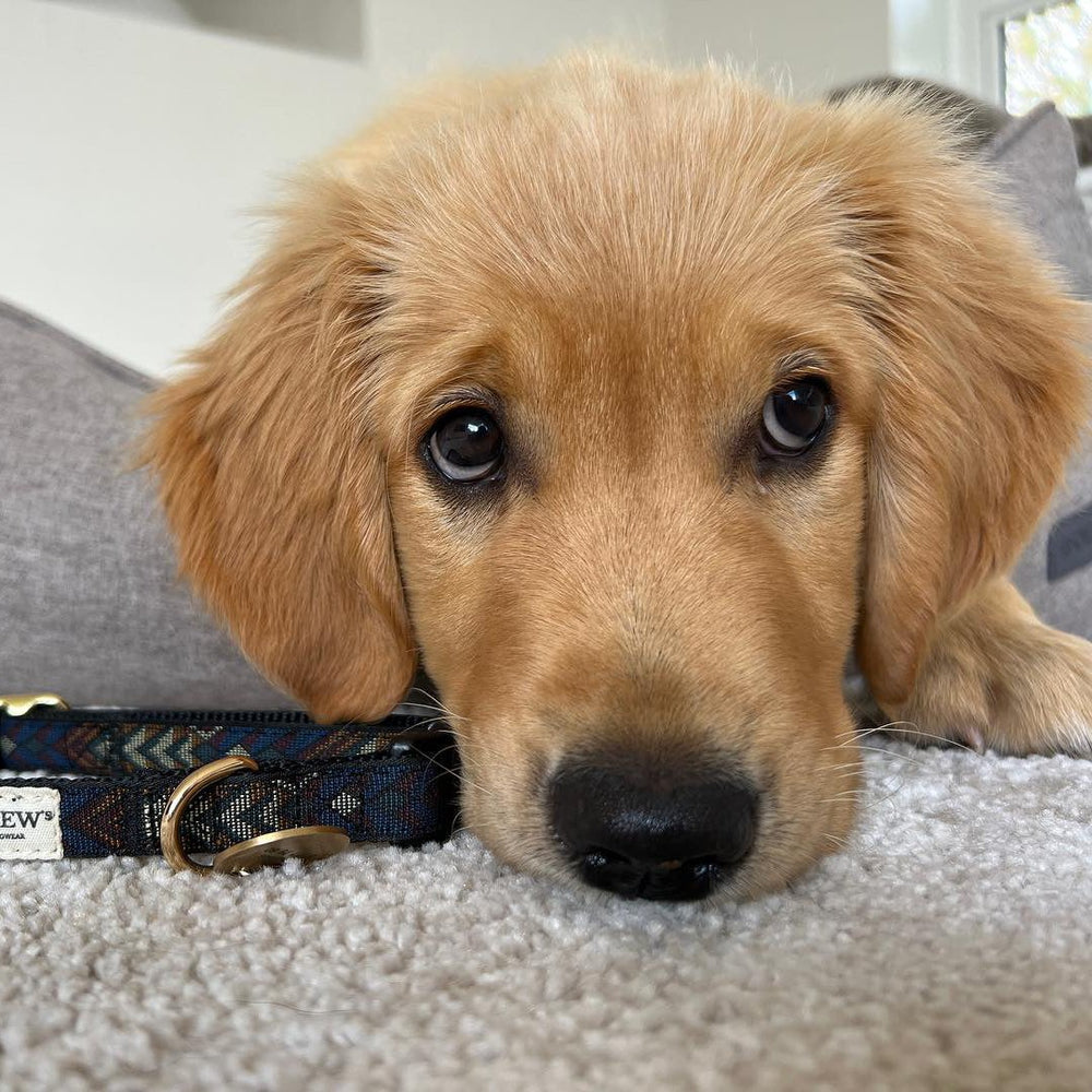 Hundehalsbånd til golden retriver.