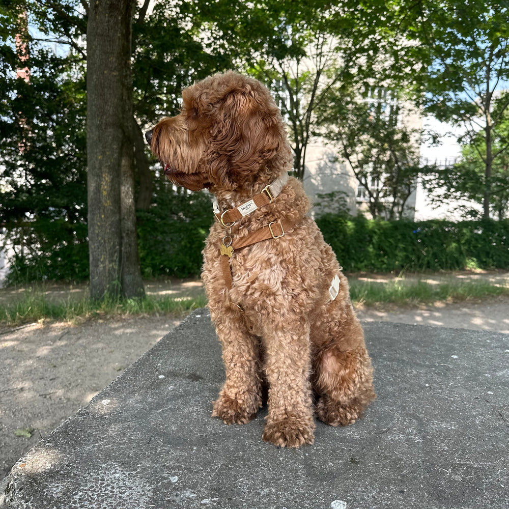 Cockapoo med brunt hundehalsbånd og hundesele