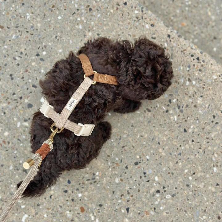 Hundehvalp med hundesele i beige og brun og hundesnor i beige