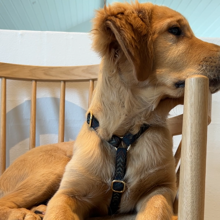 Woody justerbar hundesele i blåt mønster - Golden.