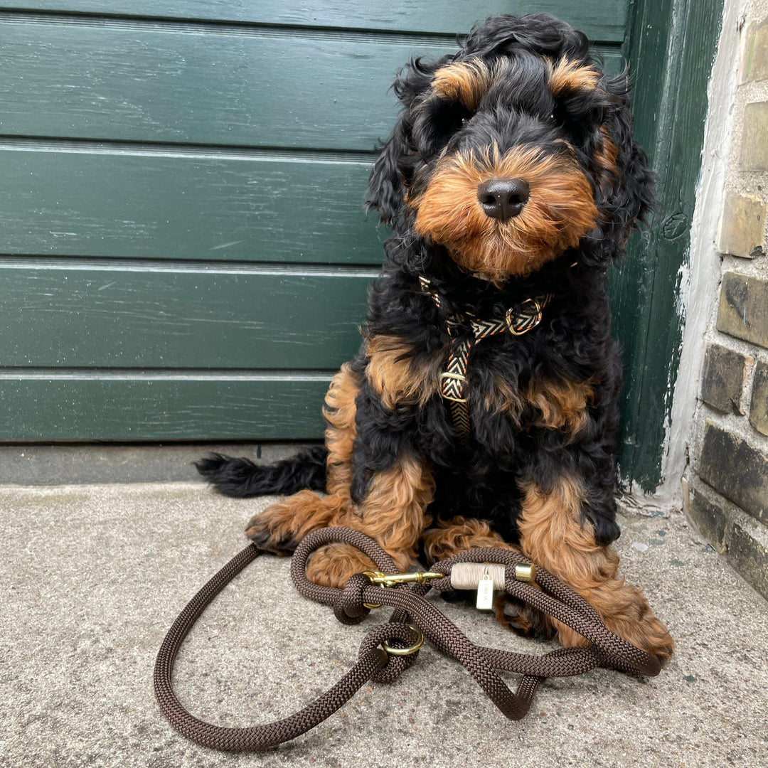 Brun rebsnor til hunde med cockapoo