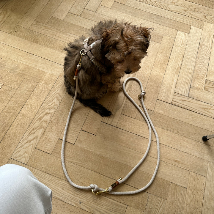 Justerbar hundesnor og hundesele på hundehvalp