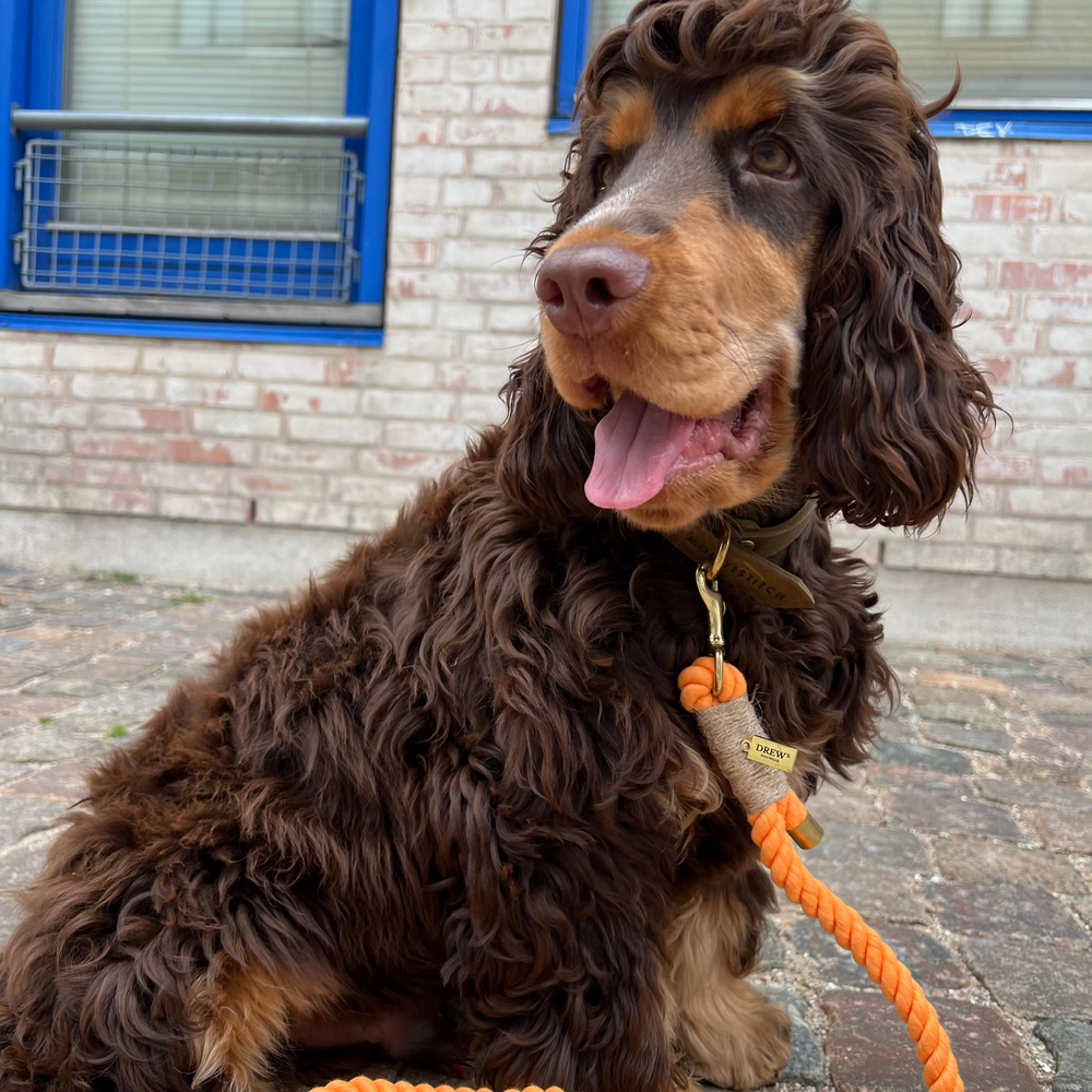 Justerbar og blød hundesnor i reb farven peach (orange) på brun hund.