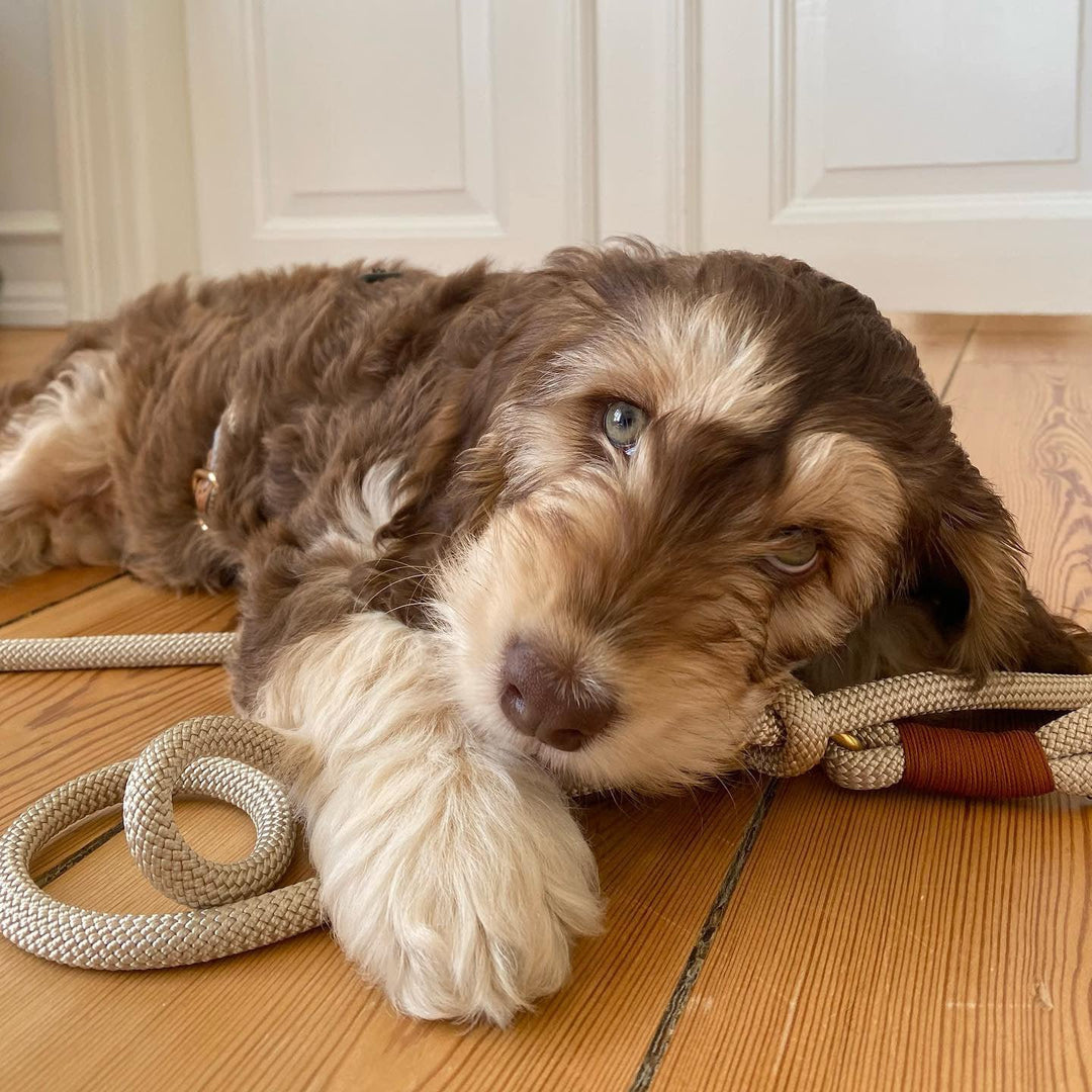 Hvalpesnor reb beige og cockapoo