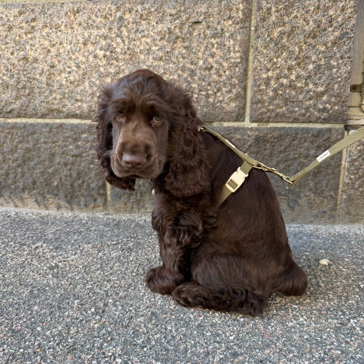 Olive / Blød & justerbar hundesele