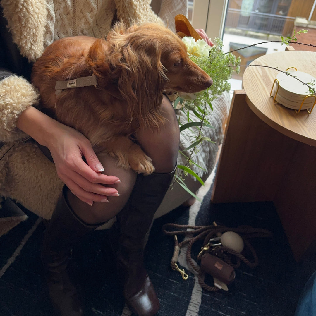 Cortado Hundegeschirr + BRAUNE Standard-Hundeleine + Espressobraune Hundetragetasche