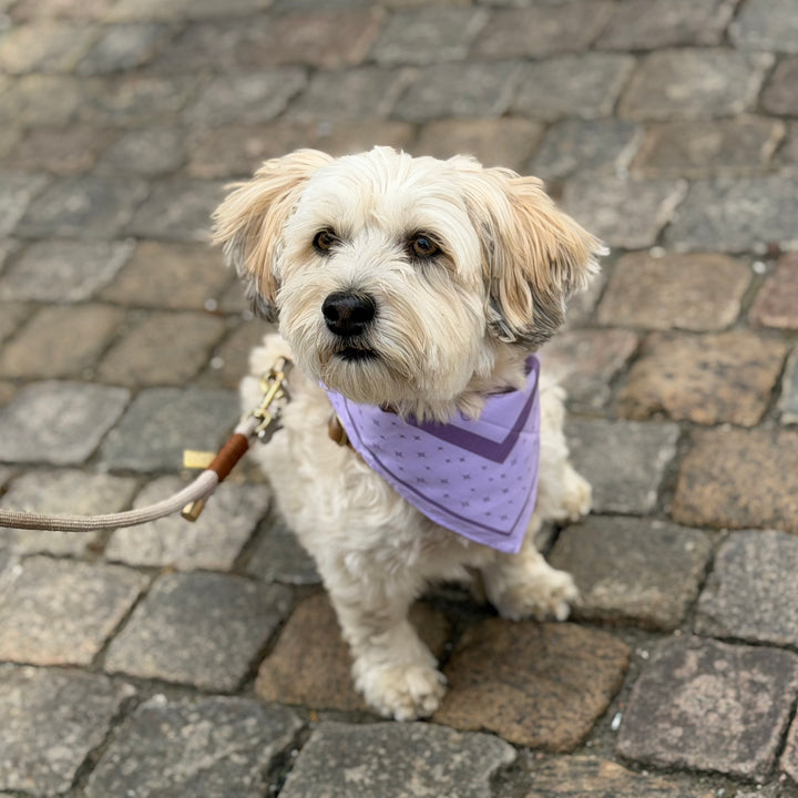 LILA / Stylisches Hundehalstuch für mittelgroße und große Hunde (Lila)