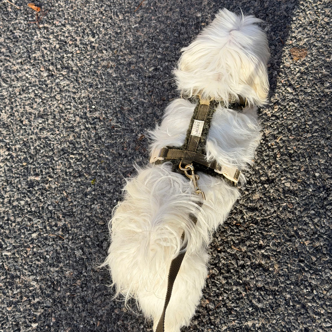 Olive / Soft & adjustable dog harness (teddy)