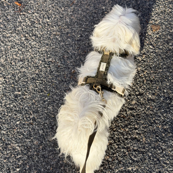 Olive / Soft & adjustable dog harness (teddy)