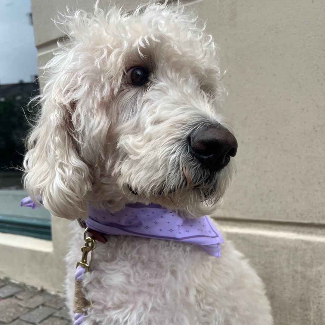 LILAC / Stylish dog bandana for medium and large dogs (Purple)