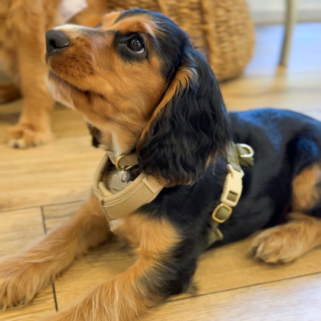 Olive / Soft & adjustable dog harness (PRO)
