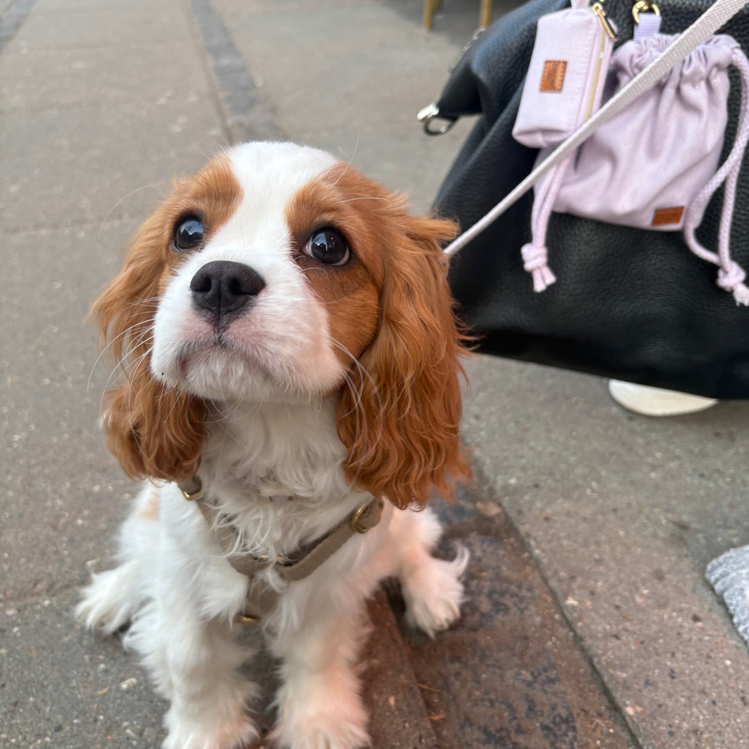 Lila / Leckerli-Tasche (Canvas)