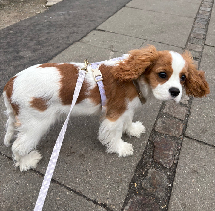 Lila / Weiche & verstellbare Hundeleine