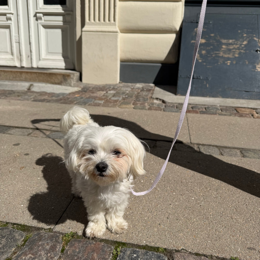 Purple / Light and soft puppy leash (mini)