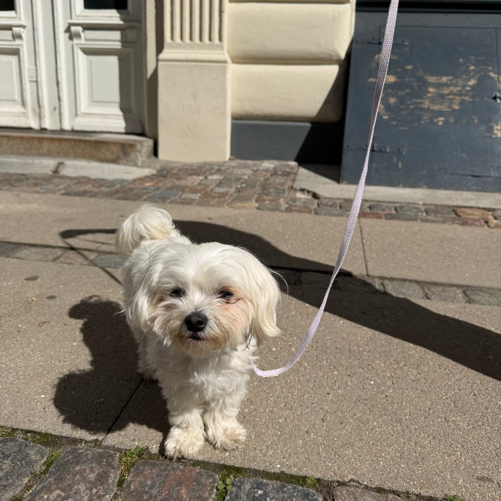 Purple / Light and soft puppy leash (mini)