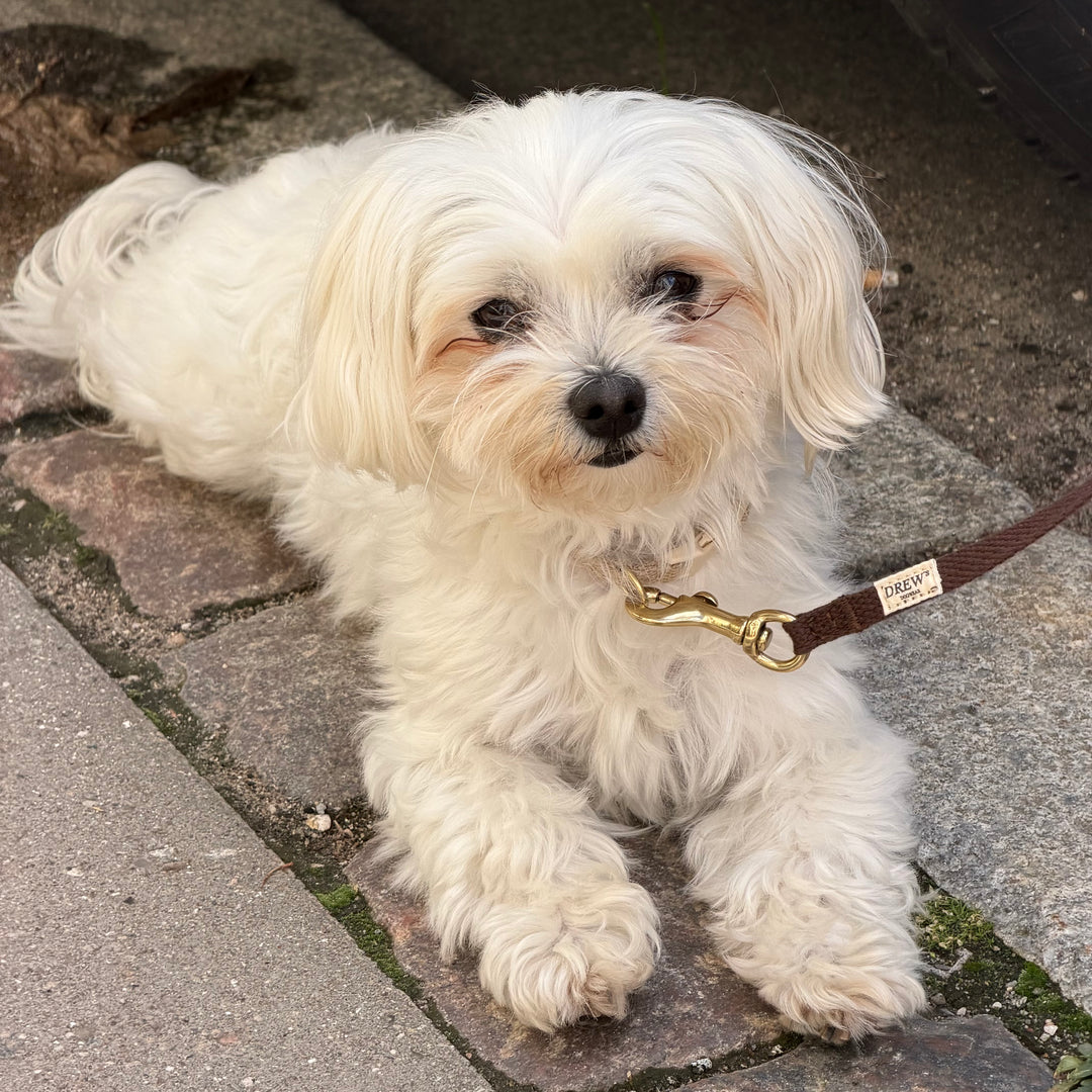 Dark brown / Light and soft puppy leash (mini)