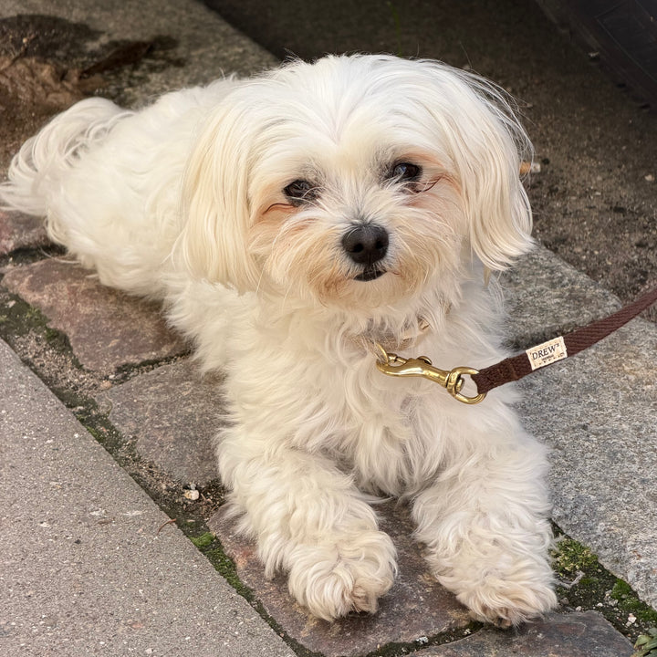 Dark brown / Light and soft puppy leash (mini)