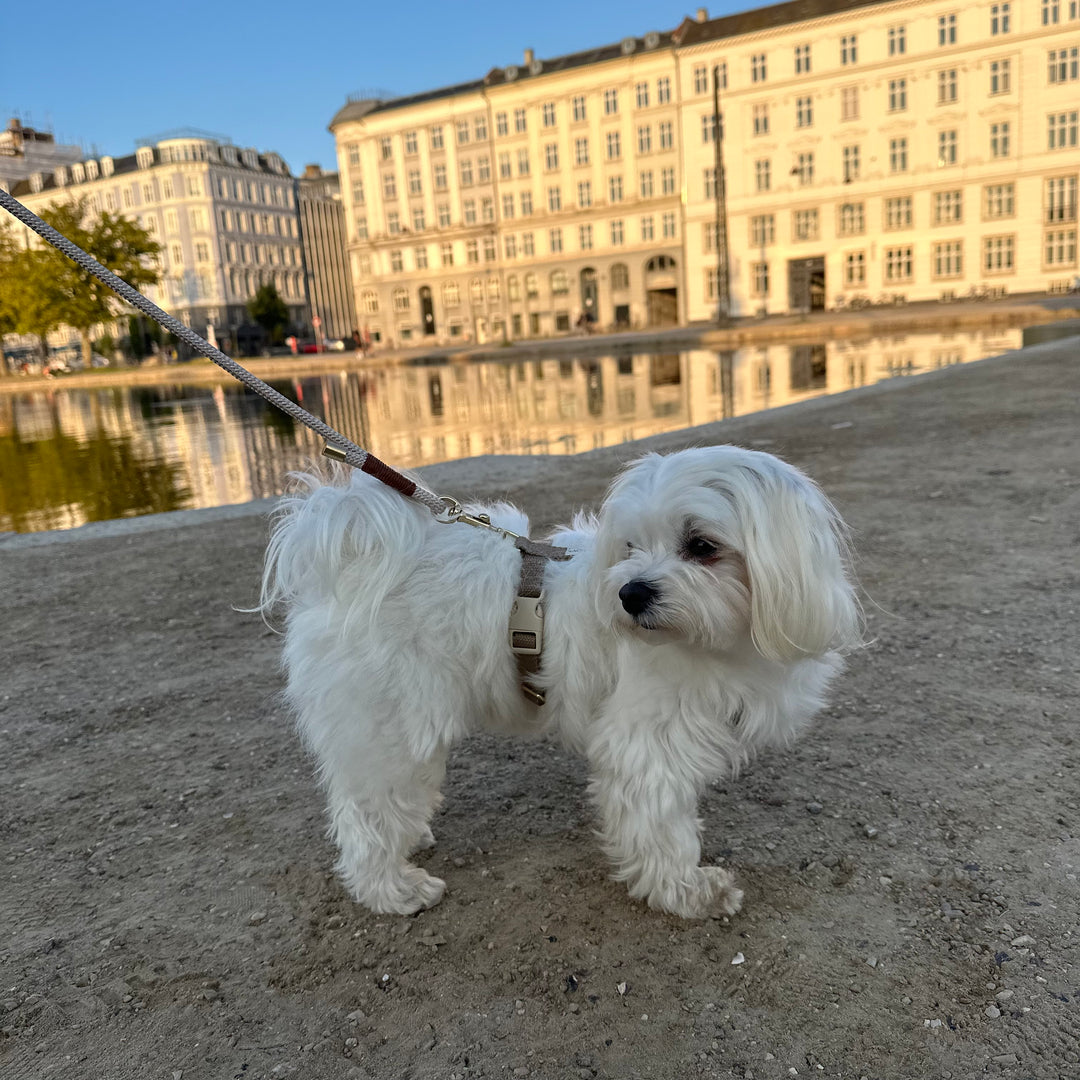 The beige set - Puppy