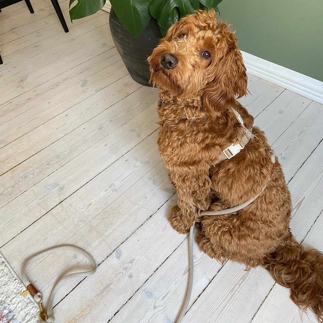 Justerbar hundesele og hundesnor på hund