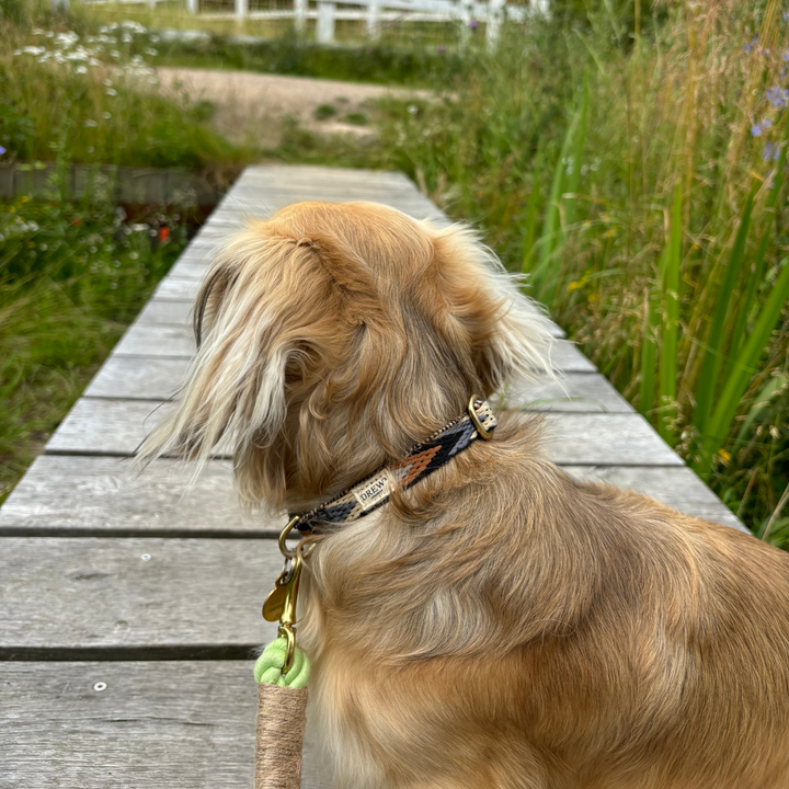 Langhåret gravhund med justerbart halsbånd