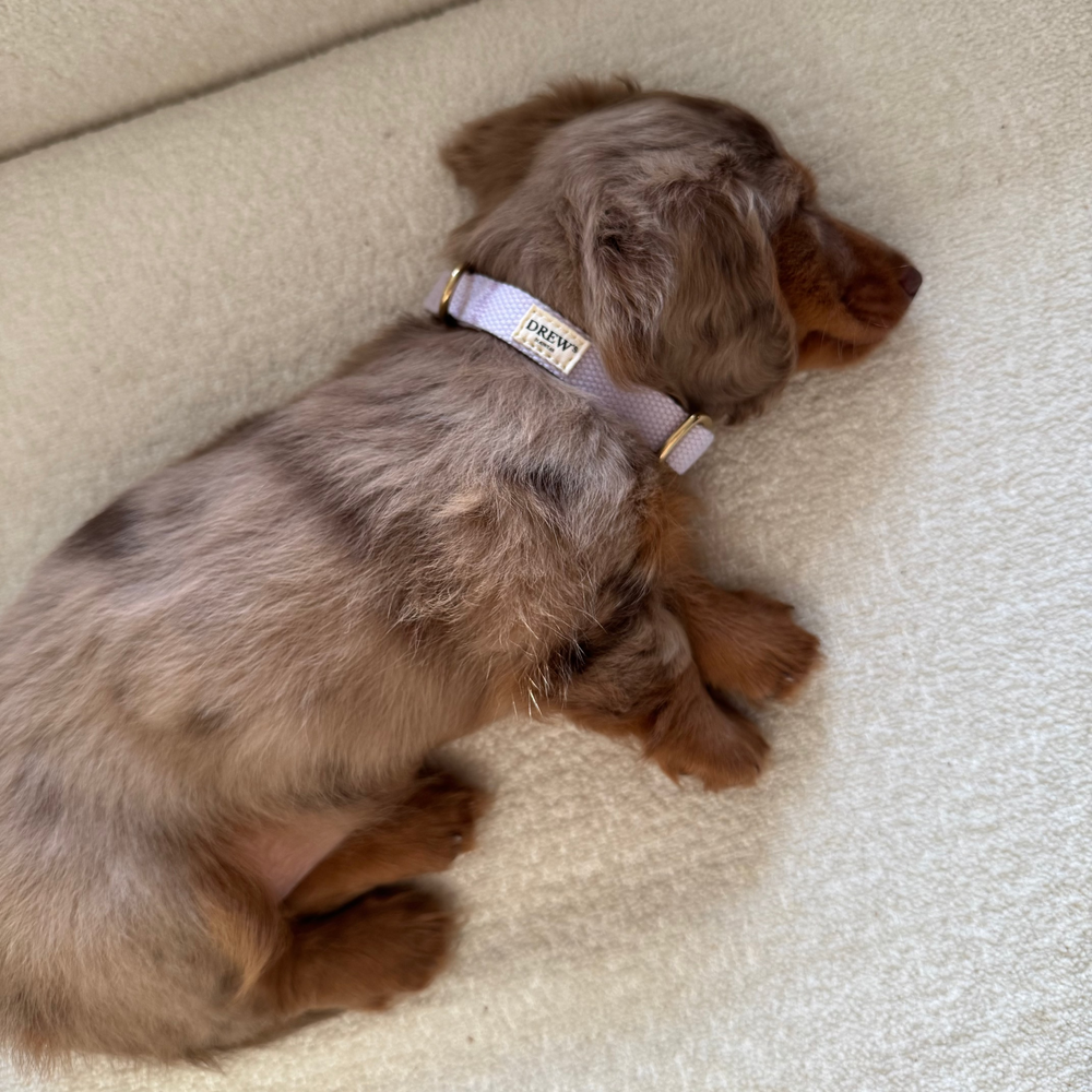 Lilla hvalpehalsbånd på gravhund hvalp