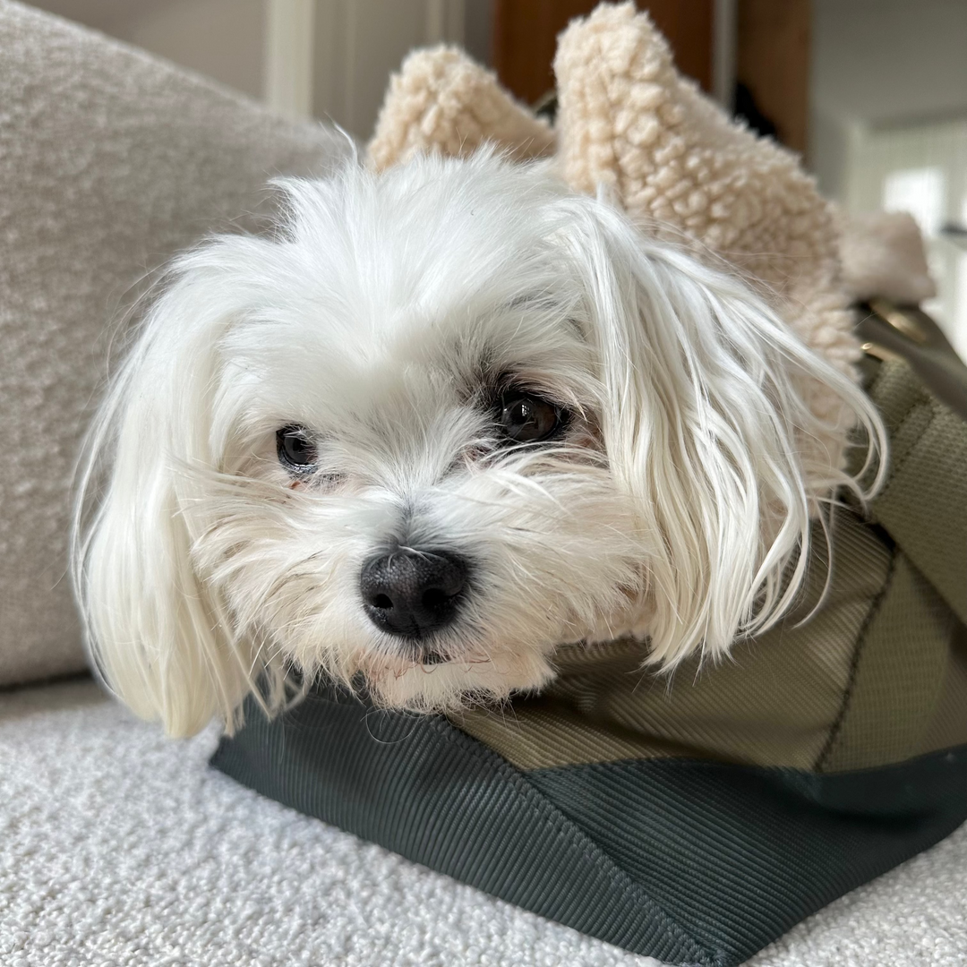 Malteser i grøn hundetaske