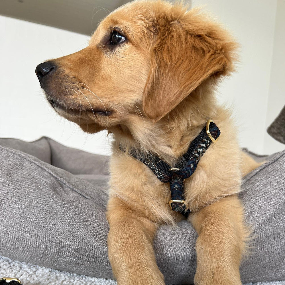 Woody justerbar hundesele med blåt mønster.