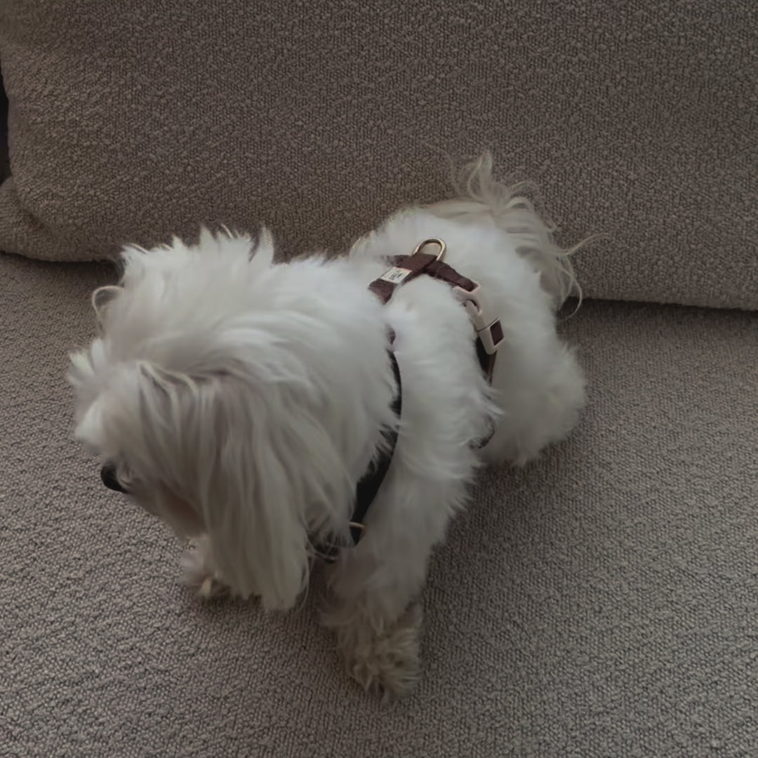 Brown set - Harness + Collar + Leash