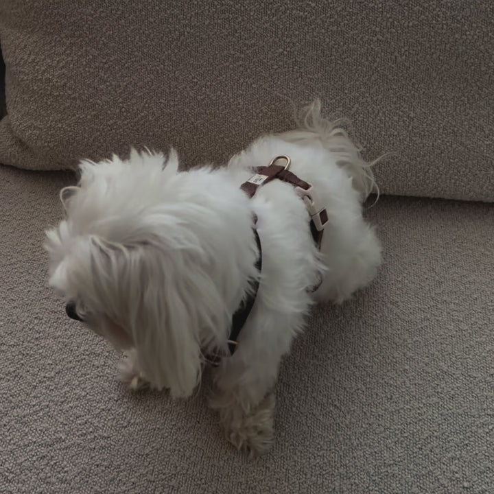 Brown set - Harness + Collar + Leash