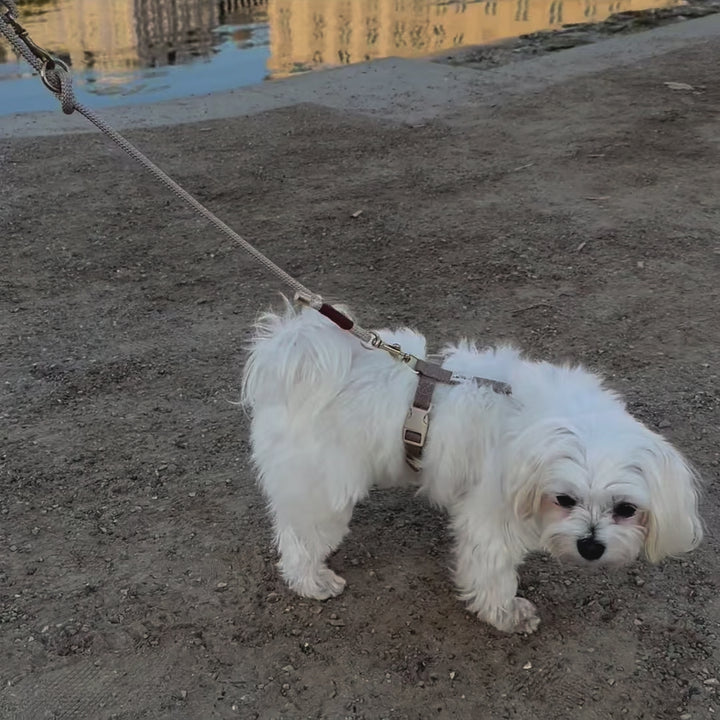 The beige set - Puppy